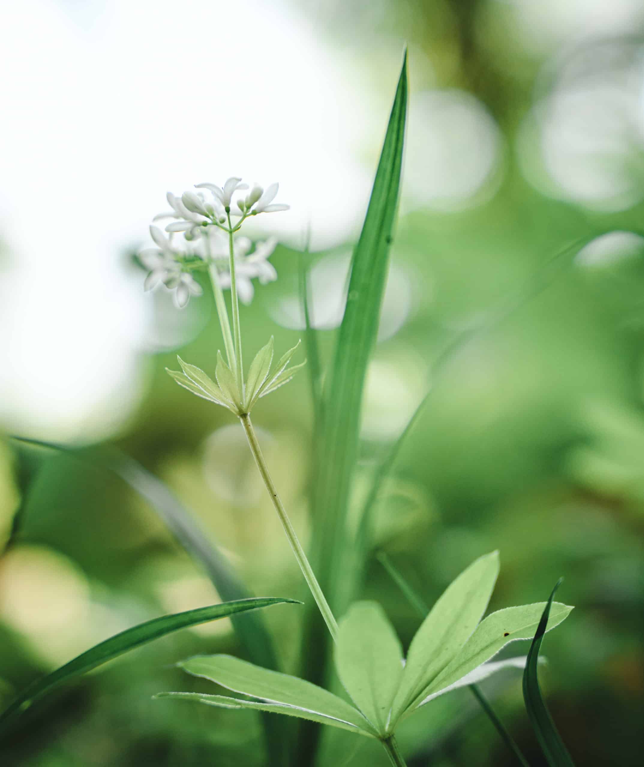 Woodka bio – Image 3