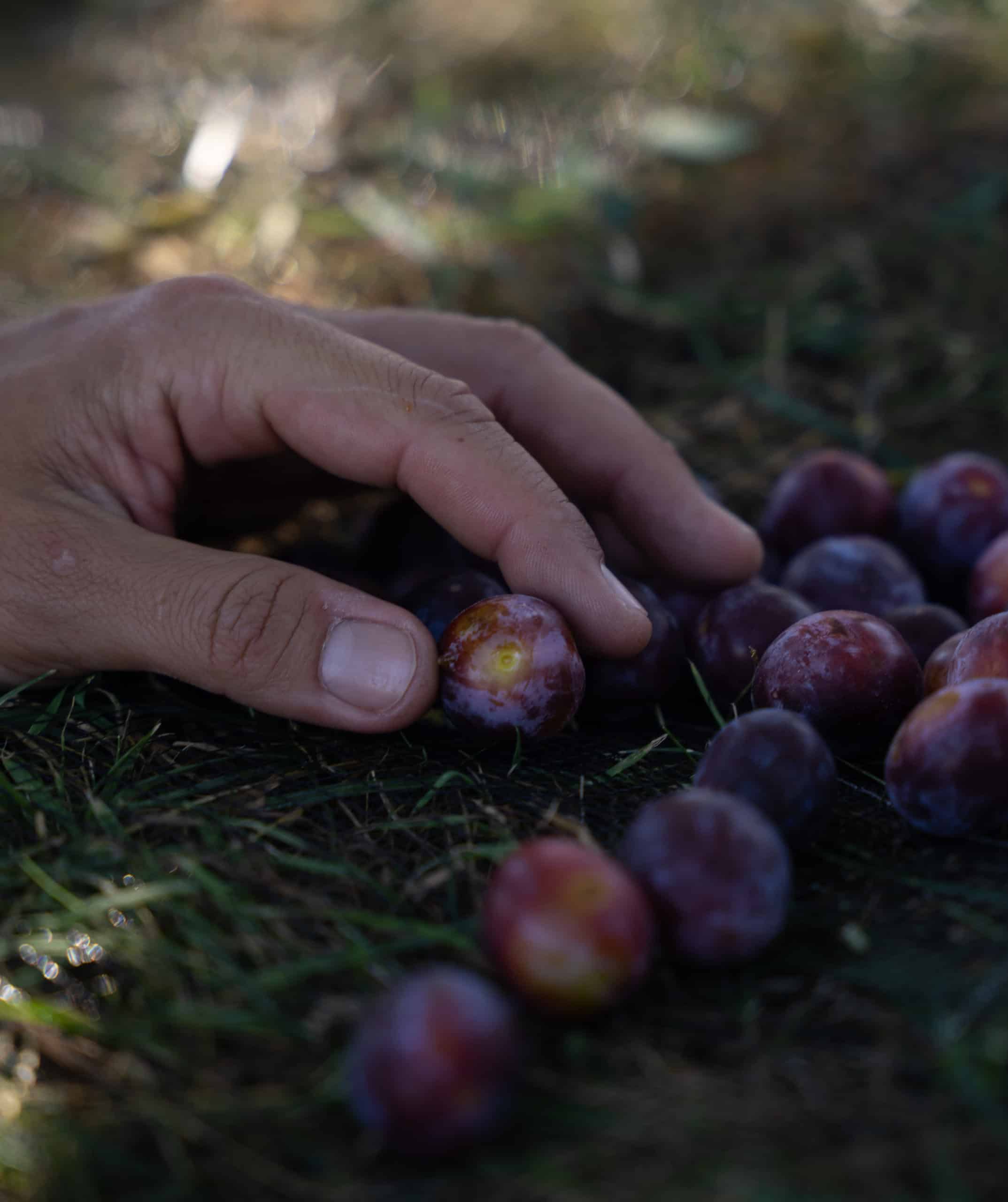 Dama Gin bio – Image 3