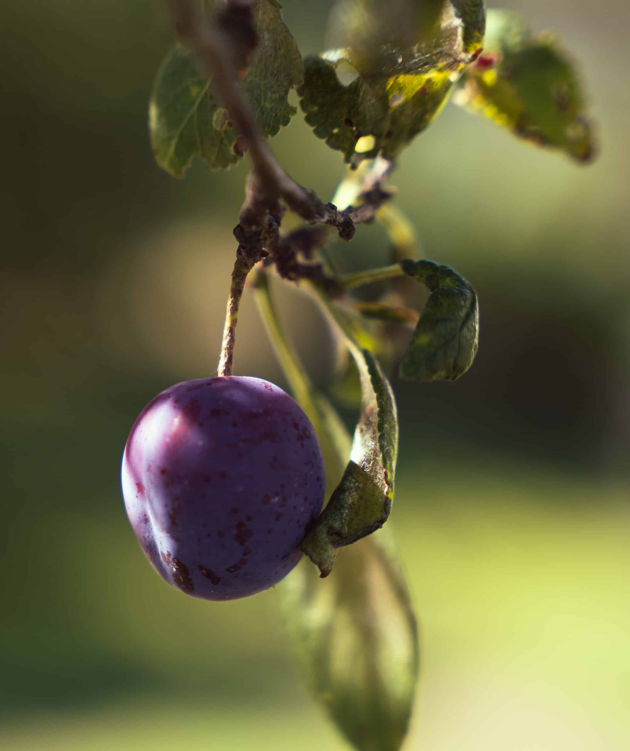 Dama Gin bio – Image 2