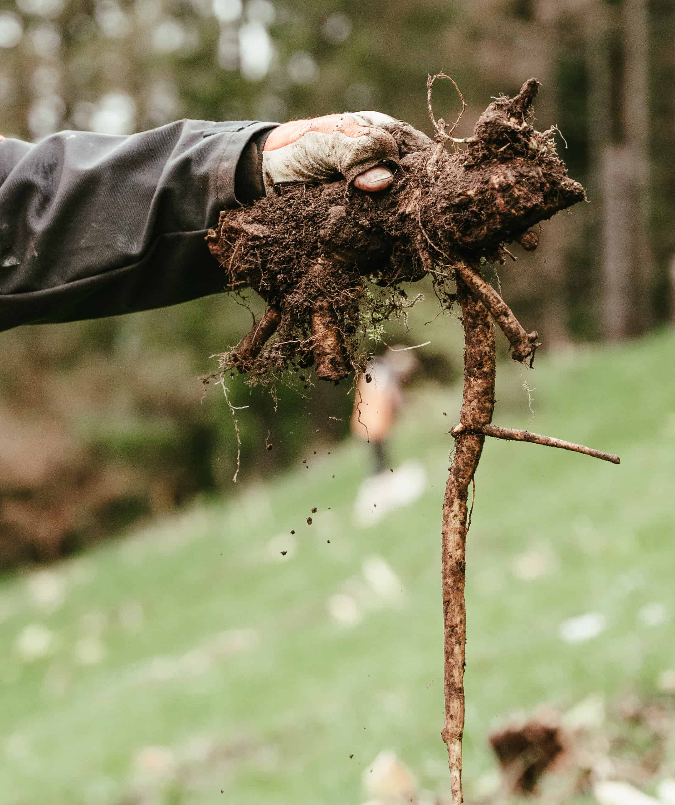 Souboziane bio – Bild 4