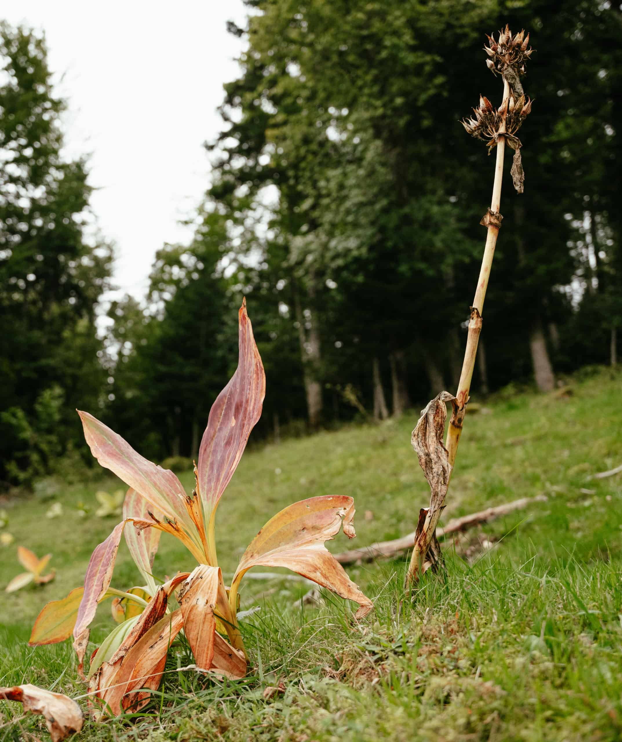 Souboziane bio – Bild 5