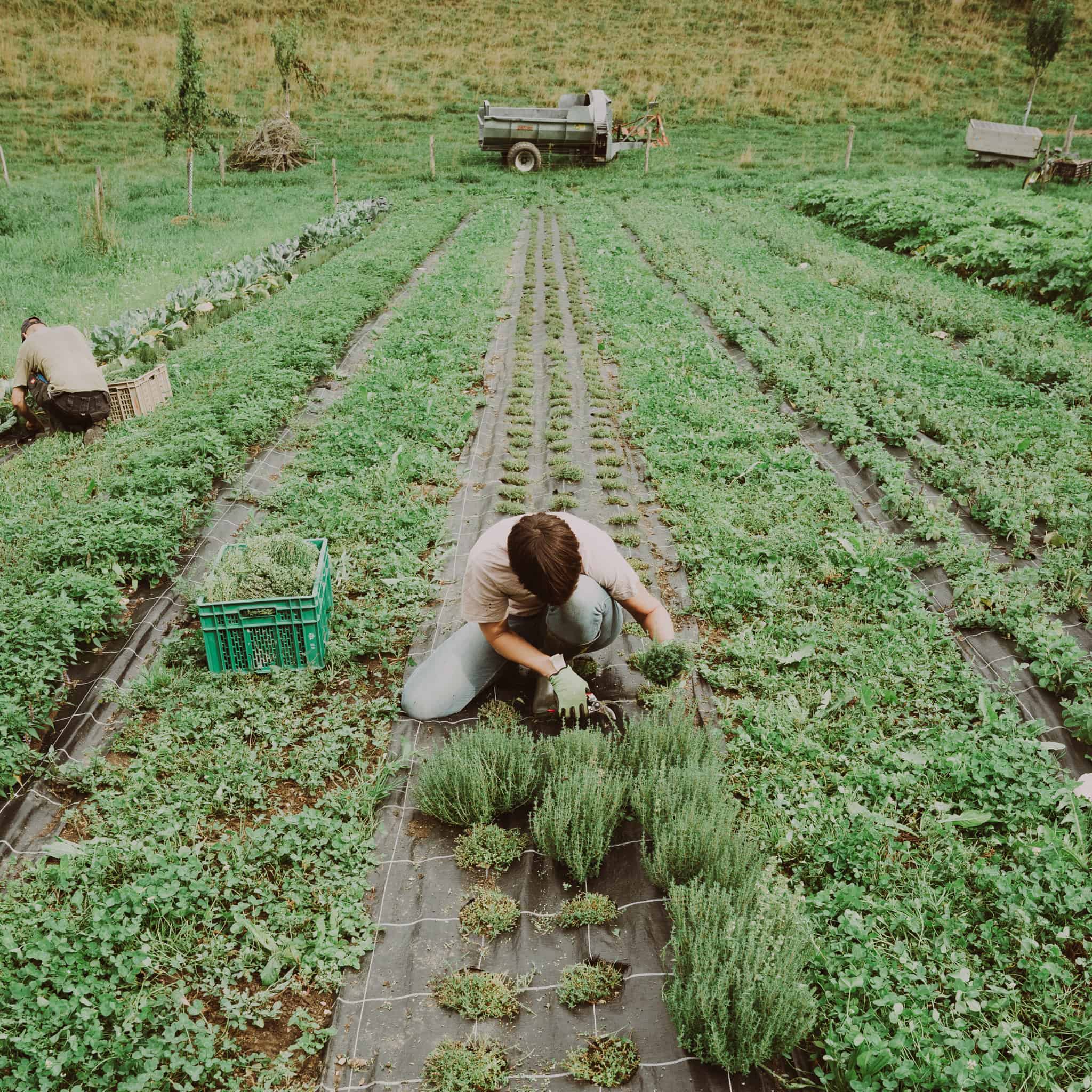 Le Chass bio – Image 2